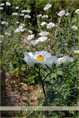 Argemone platyceras