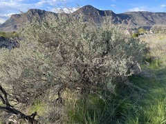 Artemisia tridentata