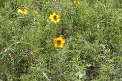 Thelesperma filifolium