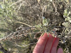 Artemisia tridentata