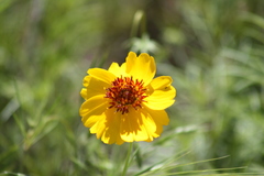 Thelesperma filifolium