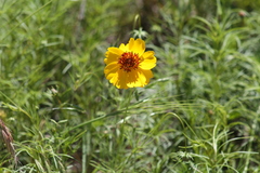 Thelesperma filifolium
