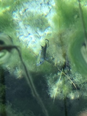 Cyprinodon nevadensis mionectes