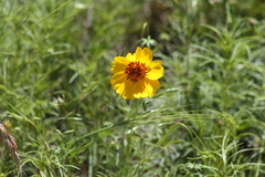 Thelesperma filifolium