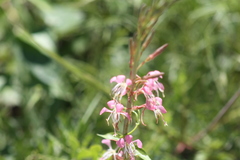 Gaura