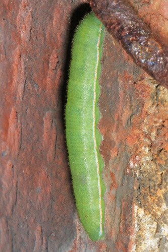 Clouded Sulphur photo 6