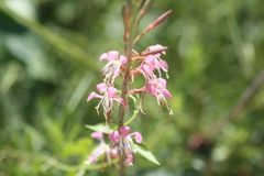 Gaura