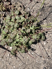 Eriogonum nortonii