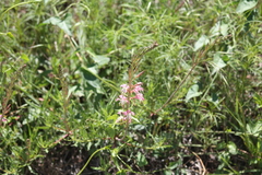 Gaura