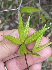 Dryocosmus quercuslaurifoliae