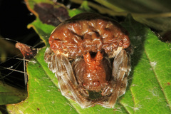 Mastophora phrynosoma