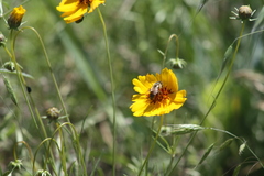 Apis mellifera