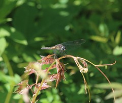 Pachydiplax longipennis