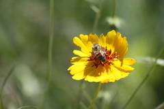 Apis mellifera