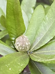 Dryocosmus quercuslaurifoliae