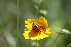 Apis mellifera