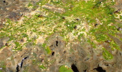 Galerucella nymphaeae