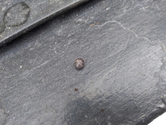 Armadillidium vulgare