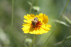 Apis mellifera