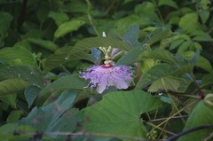 Passiflora incarnata