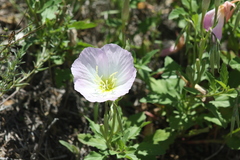 Oenothera speciosa