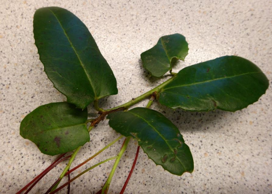 Image of Berberidopsis corallina by (c) Wendy Bailey, some rights reserved (CC BY)