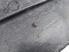 Armadillidium vulgare