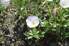 Oenothera speciosa