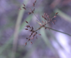 Fimbristylis thomsonii