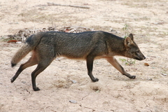 Crab-Eating Fox photo 4