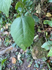 Mallotus paniculatus