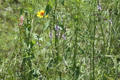 Verbena halei