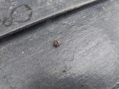 Armadillidium vulgare