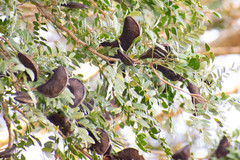 Gleditsia amorphoides