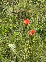 Castilleja litoralis