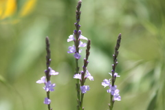 Verbena halei