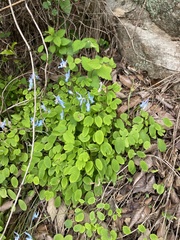 Corydalis caudata