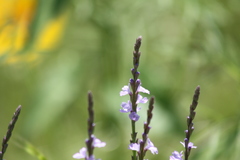 Verbena halei