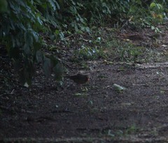 Cardinalis cardinalis