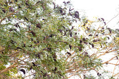 Gleditsia amorphoides