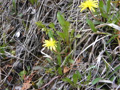 Taraxacum palustre