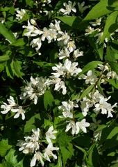 Deutzia gracilis