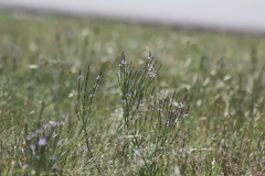 Verbena halei
