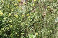 Rapistrum rugosum