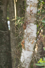 Gleditsia amorphoides