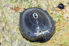 Fissurella nigra
