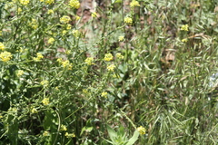 Rapistrum rugosum