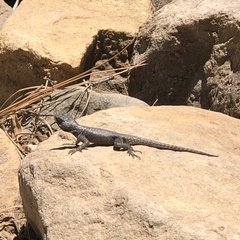Sceloporus jarrovii