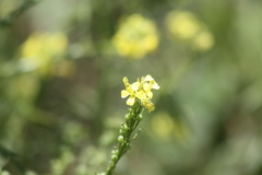 Rapistrum rugosum