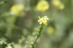 Rapistrum rugosum
